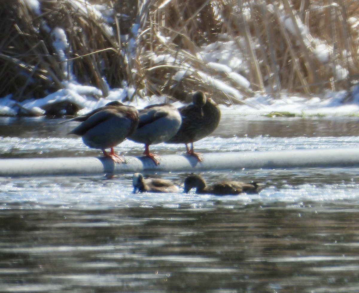 American Wigeon - ML616381099