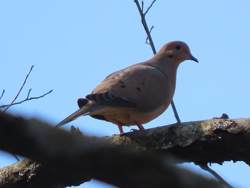 Mourning Dove - ML616381106