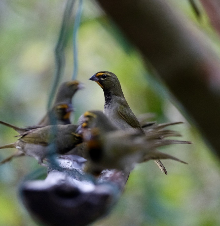 Yellow-faced Grassquit - ML616381107