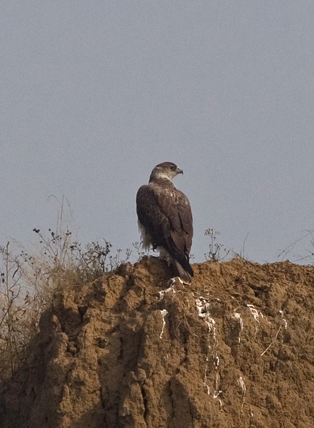 Харсун бүргэд - ML616381118