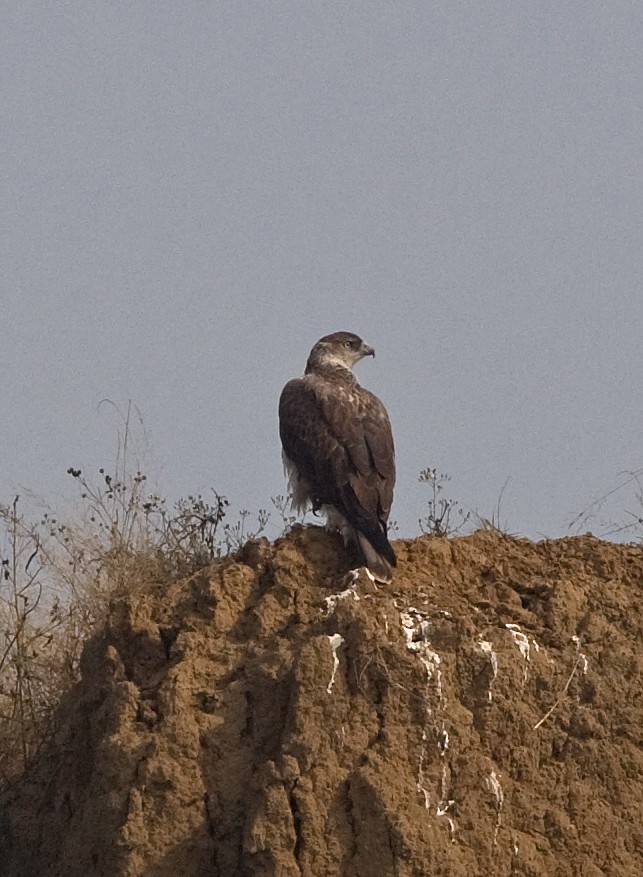 Bonelli's Eagle - Graham Ekins