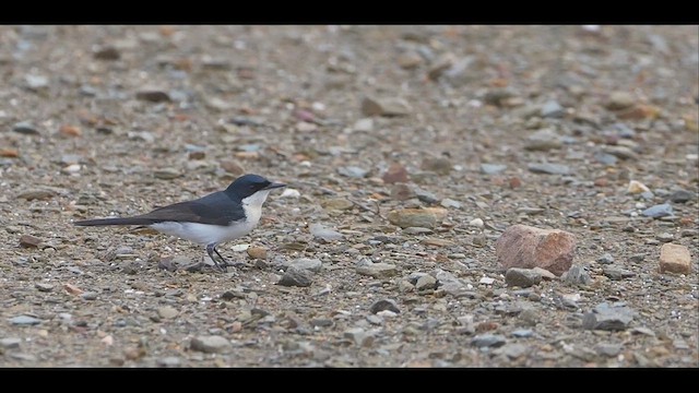 Restless Flycatcher - ML616381142