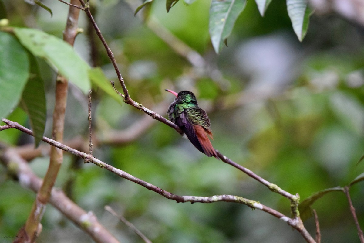 Rufous-tailed Hummingbird - Mario Pelletier
