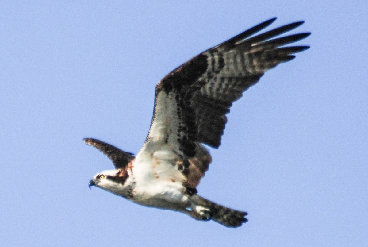 Balbuzard pêcheur - ML616381159