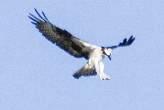 Osprey - ML616381160