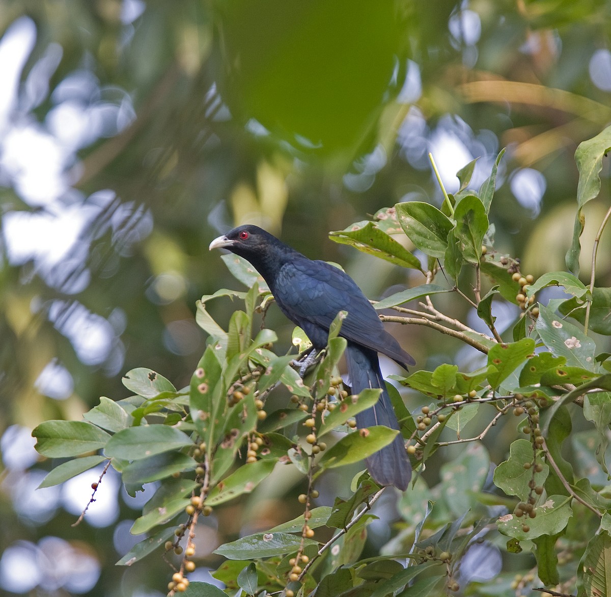 Asian Koel - ML616381216