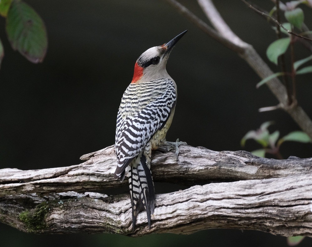 West Indian Woodpecker - ML616381217