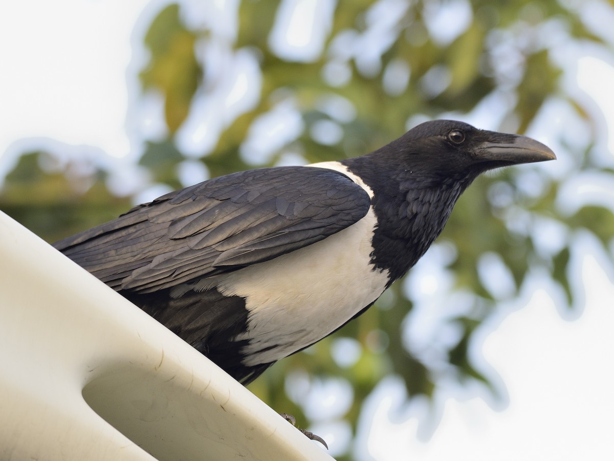 Pied Crow - ML616381223