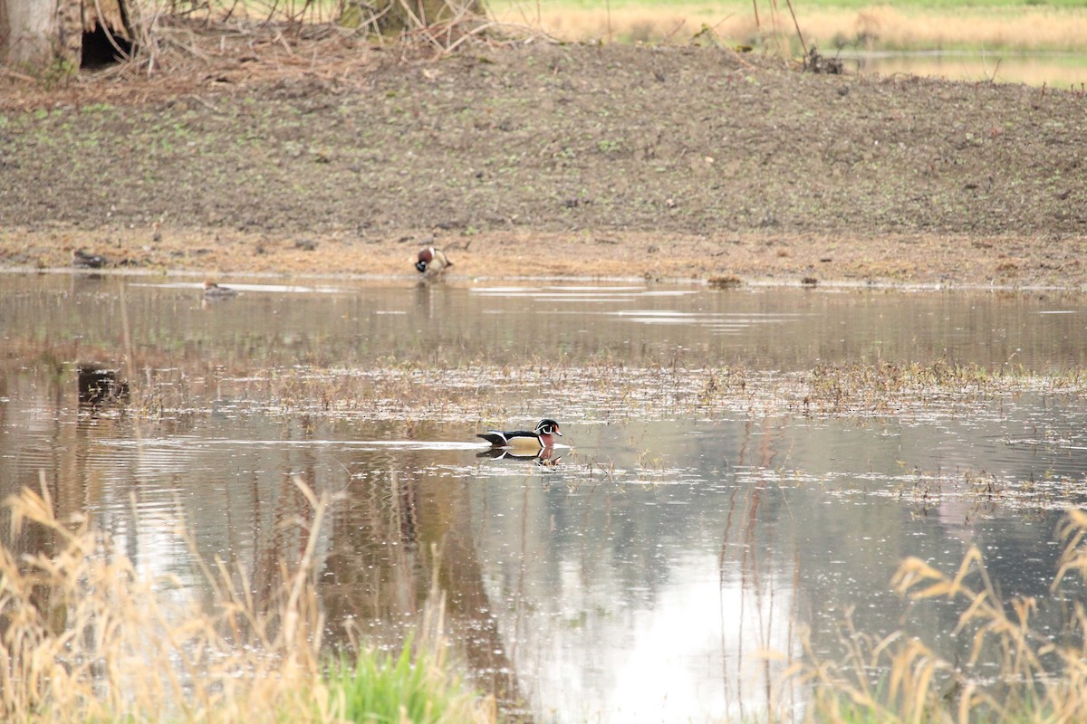 Wood Duck - ML616381227