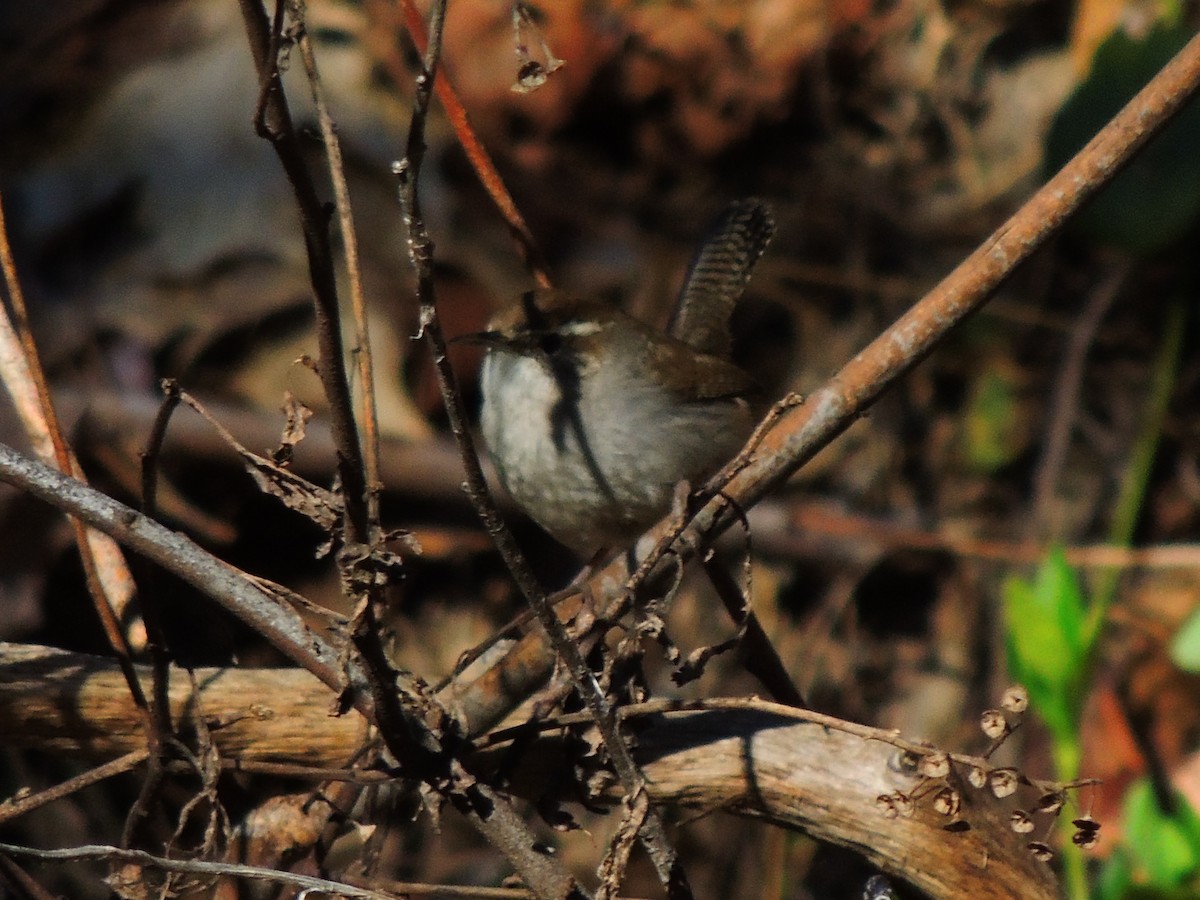 Bewick's Wren - ML616381239