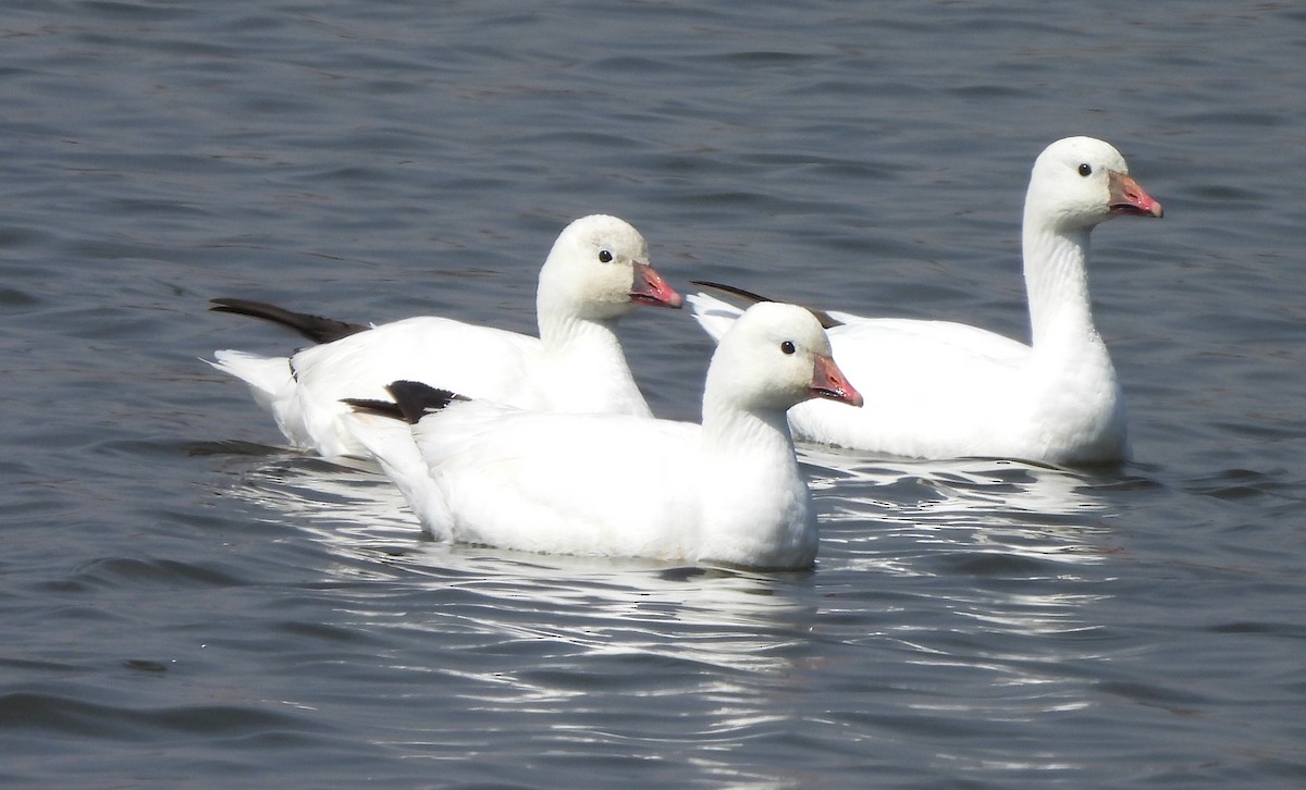 Ross's Goose - Paul McKenzie