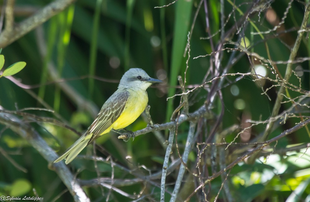 Tropical Kingbird - Sylvain Latulippe