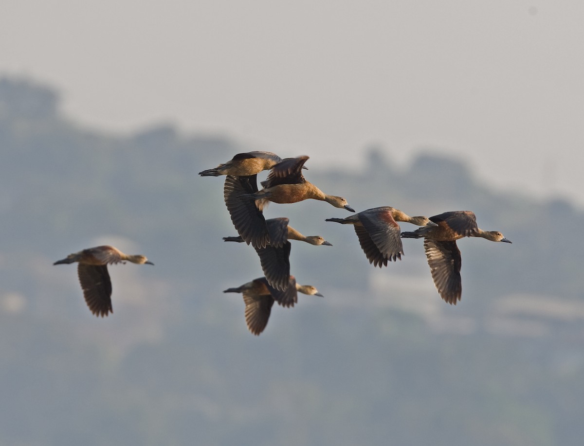 Lesser Whistling-Duck - ML616381310