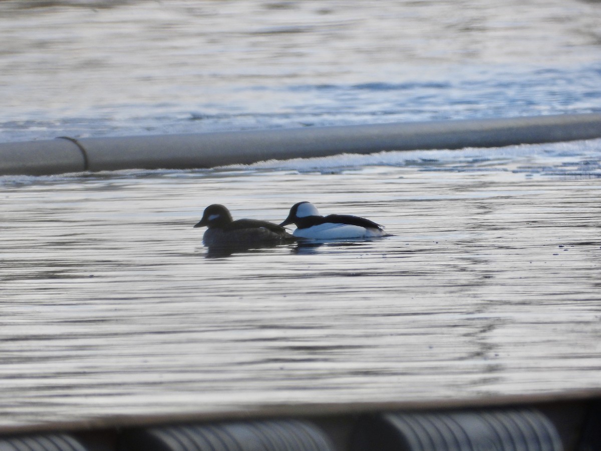 Bufflehead - ML616381313