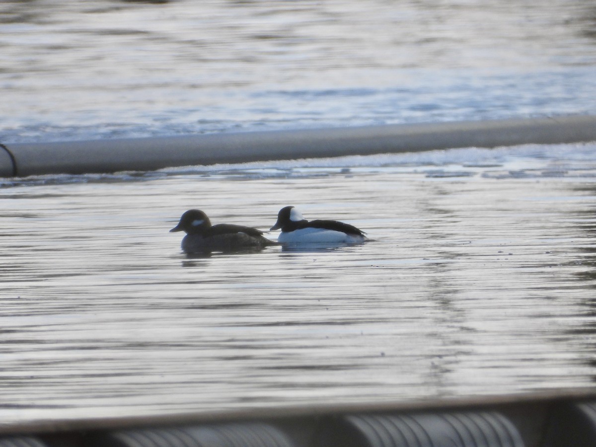 Bufflehead - Marilyn Hubley