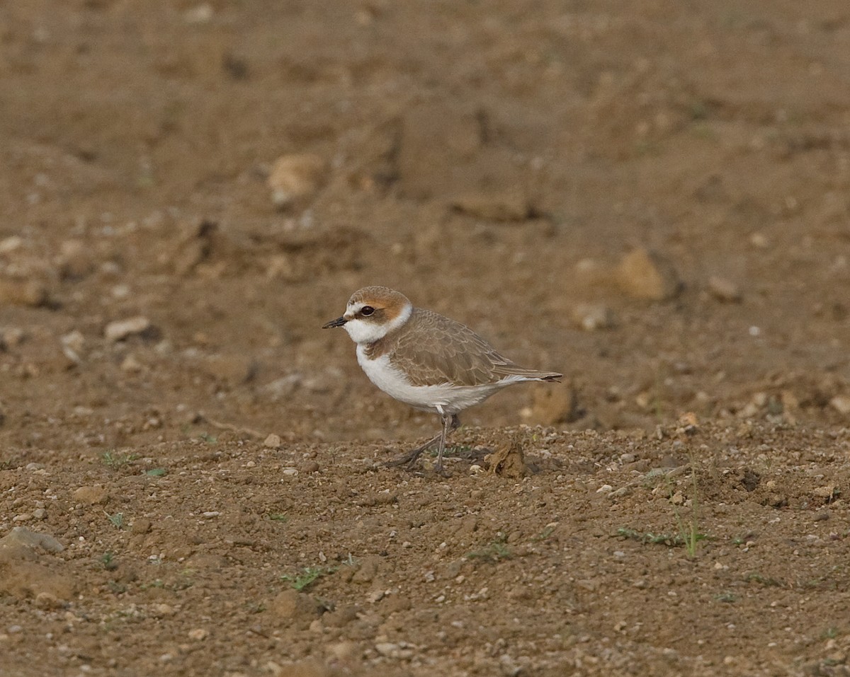 Kentish Plover - ML616381371