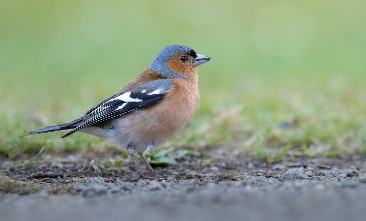 Common Chaffinch - ML616381378