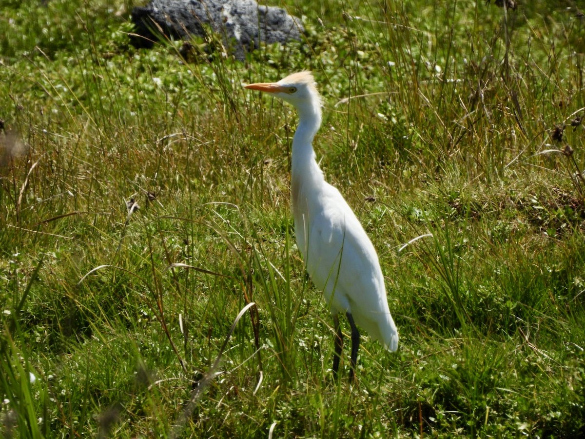 Western Cattle Egret - ML616381383