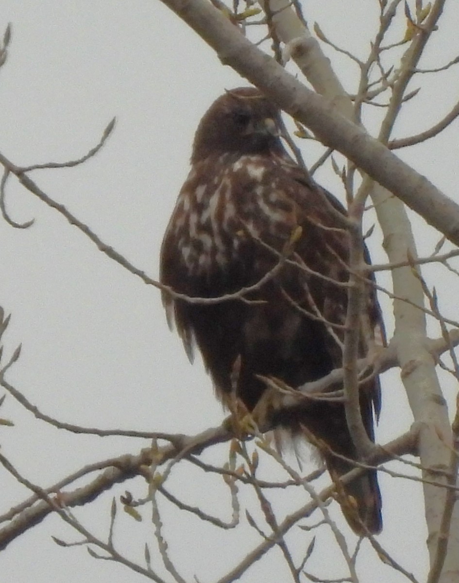 Rotschwanzbussard (harlani) - ML616381393