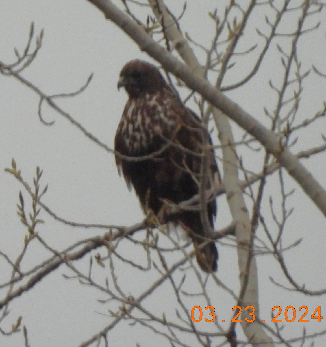 Red-tailed Hawk (Harlan's) - ML616381394