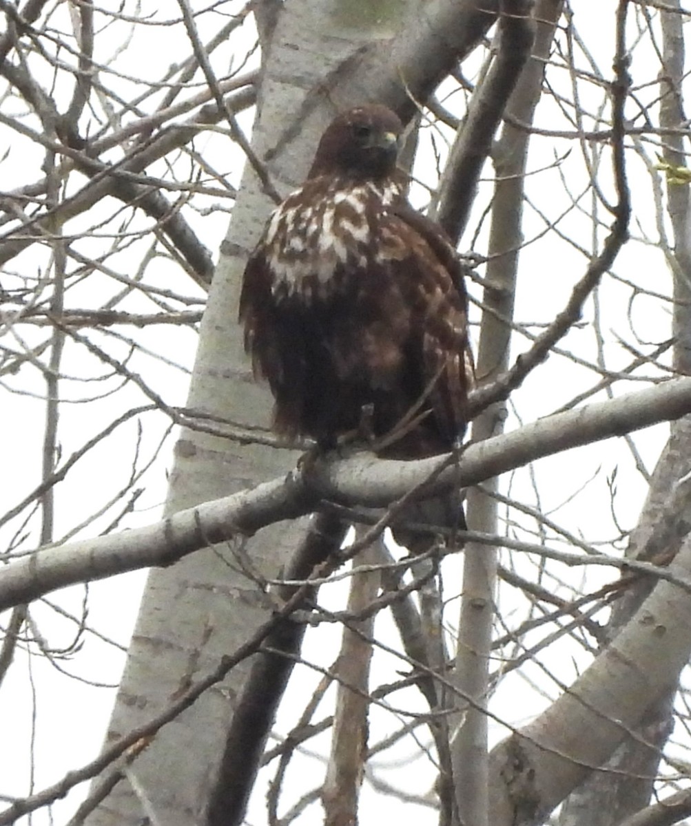 Red-tailed Hawk (Harlan's) - ML616381395