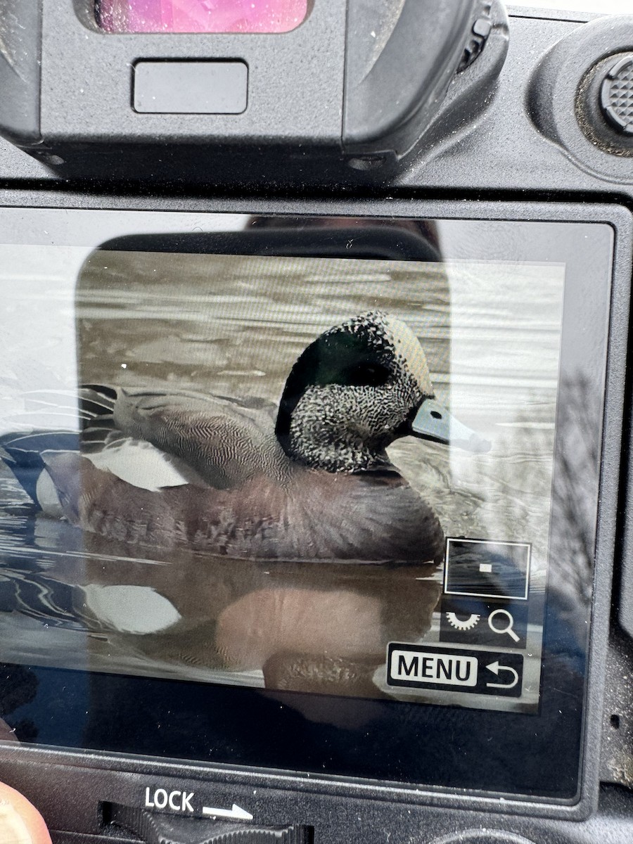 hvízdák americký - ML616381470