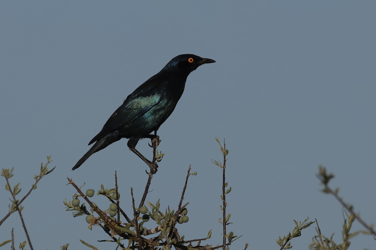 Cape Starling - Miquel Àngel Garcia Reàdigos