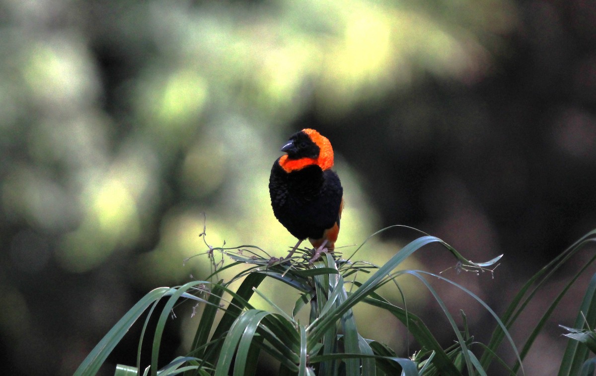 Southern Red Bishop - ML616381476