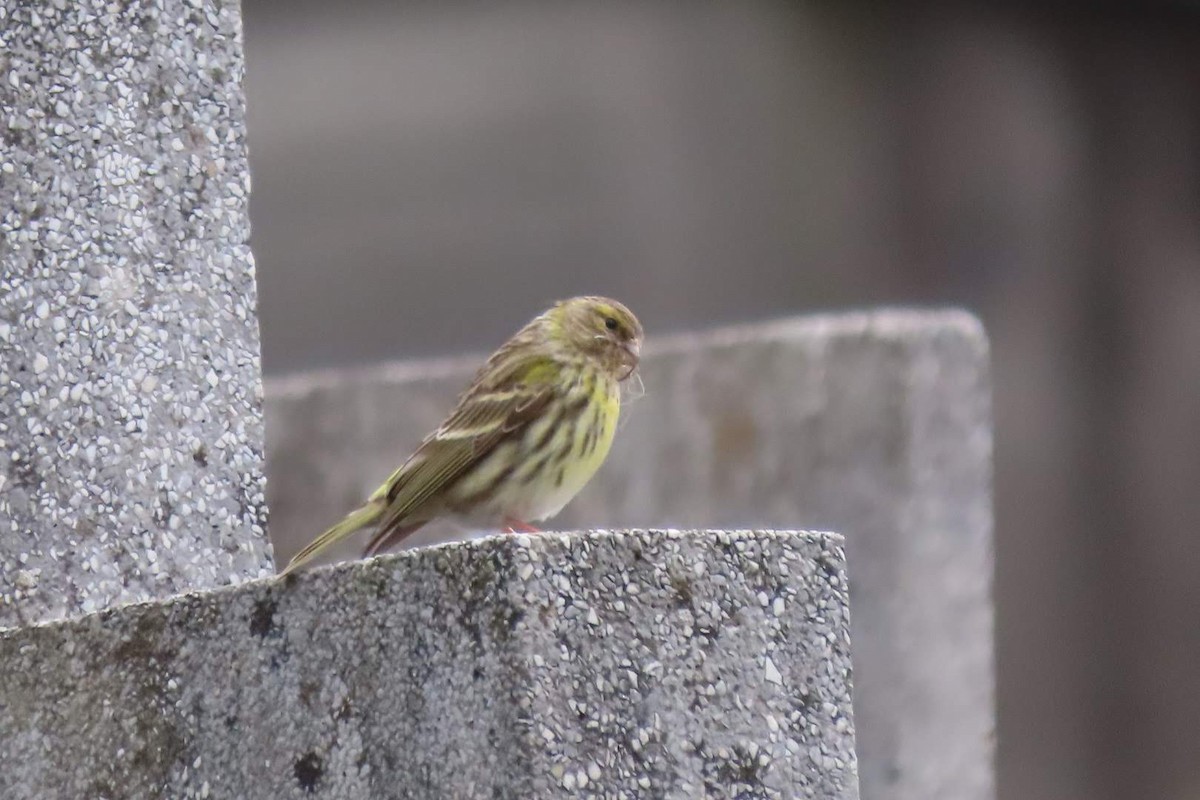 European Serin - ML616381487