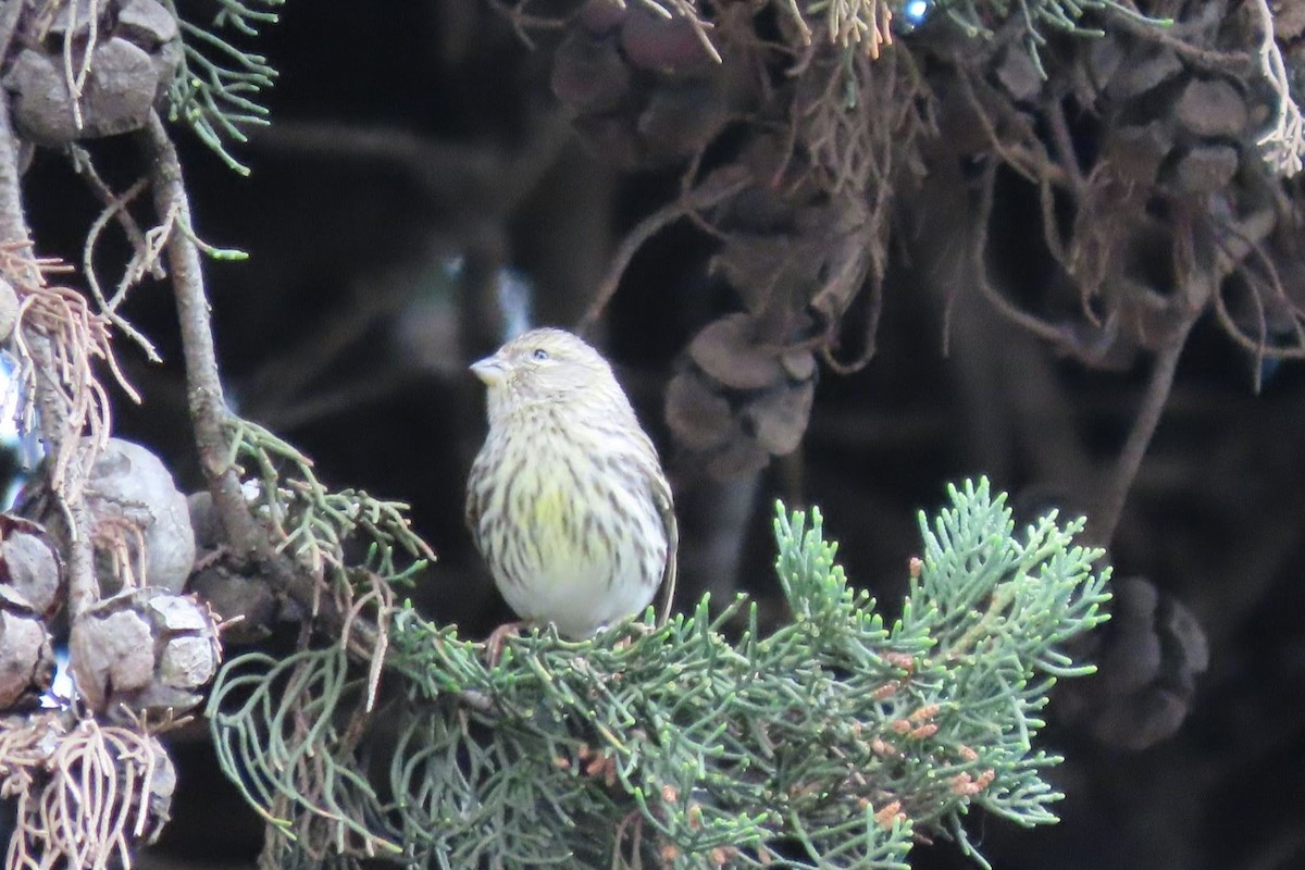 European Serin - ML616381489