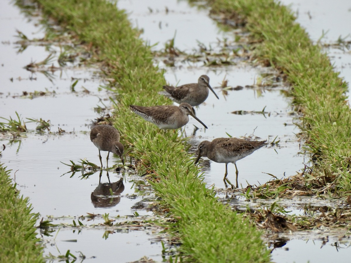 langnebbekkasinsnipe - ML616381541