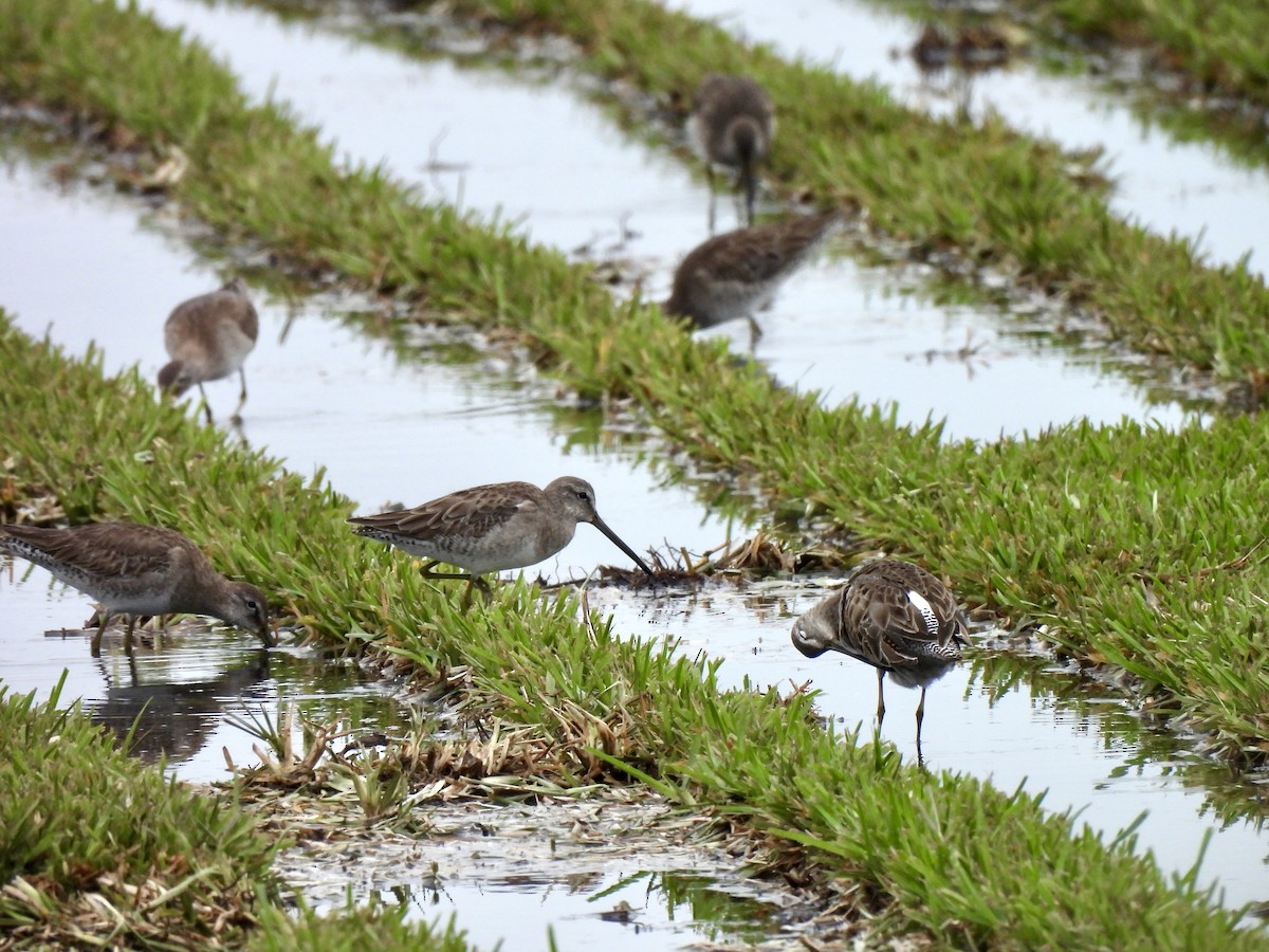 Long-billed Dowitcher - ML616381542