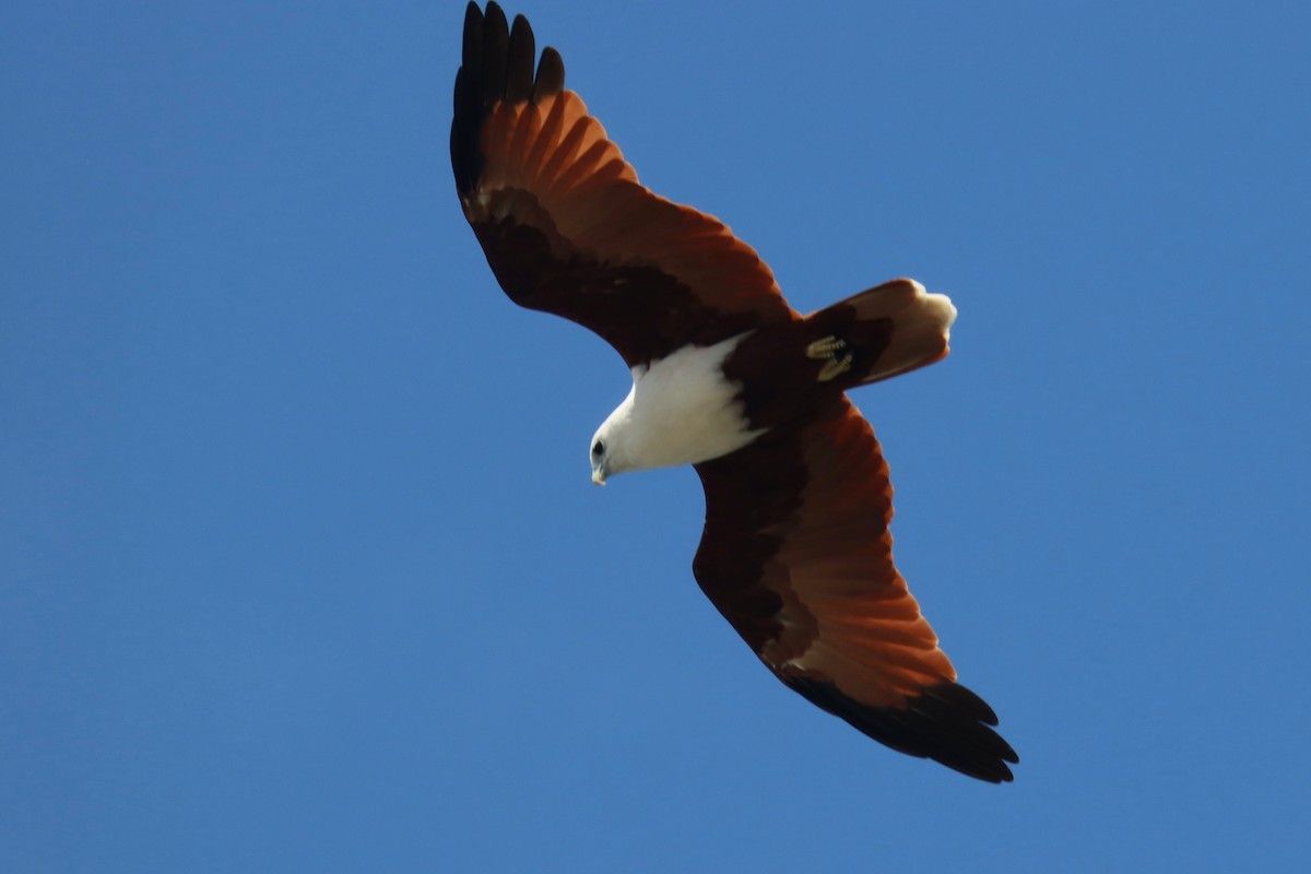 Brahminy Kite - ML616381544