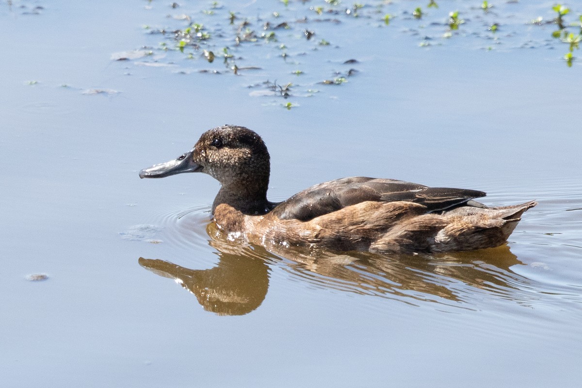 Black-headed Duck - Ilya Povalyaev