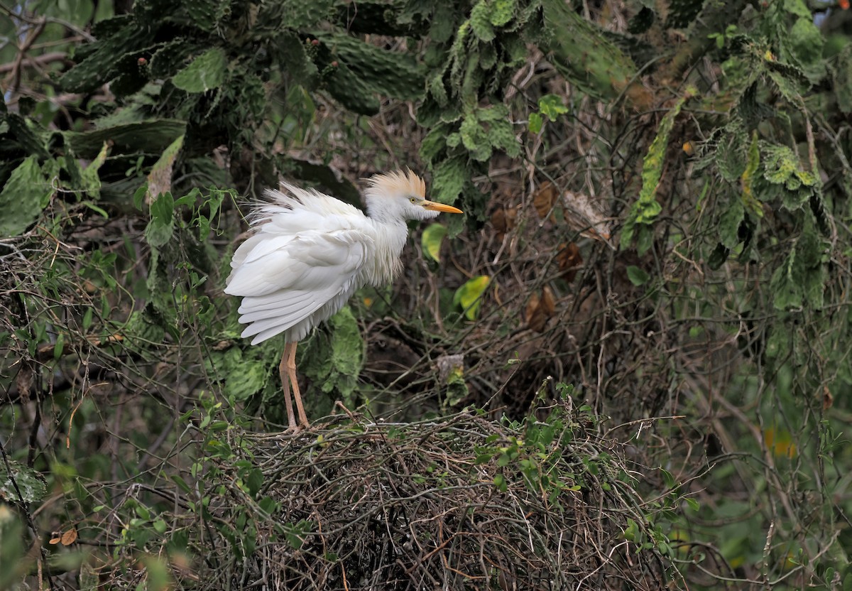 Western Cattle Egret - ML616381615