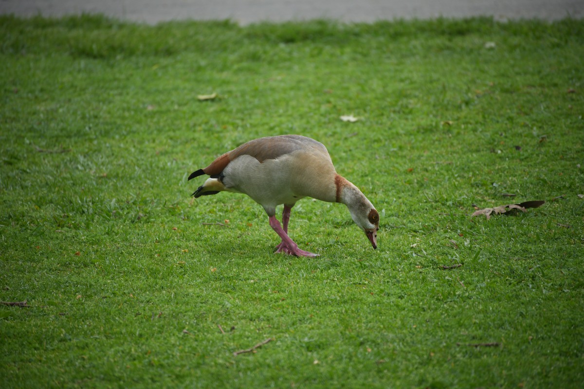 Egyptian Goose - ML616381626