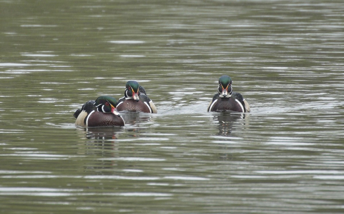 Wood Duck - ML616381647