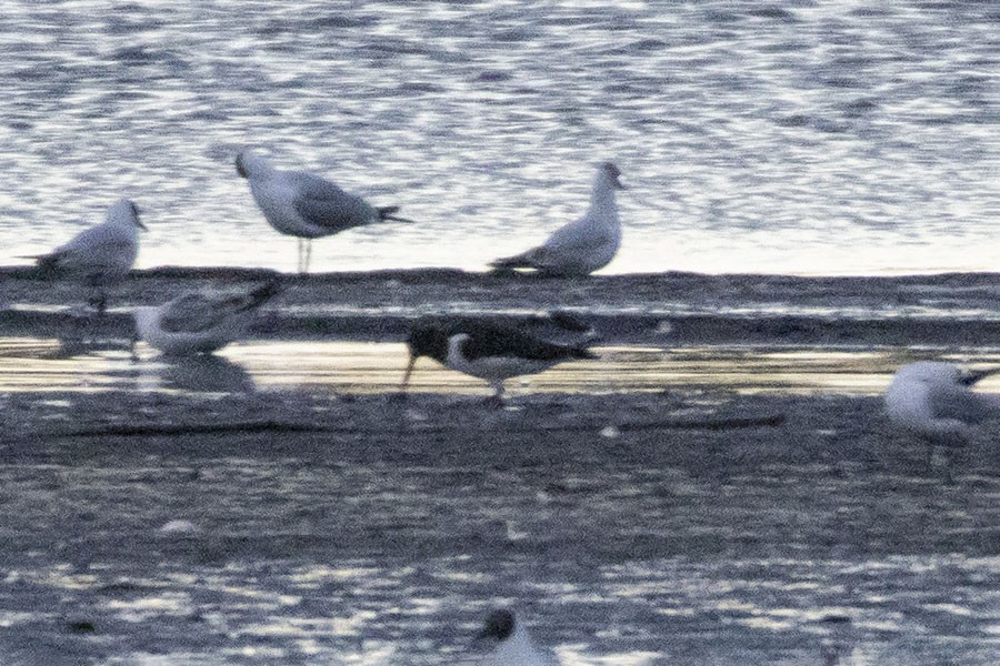 Eurasian Oystercatcher - ML616381655