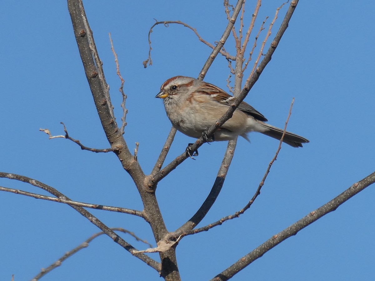 American Tree Sparrow - ML616381657