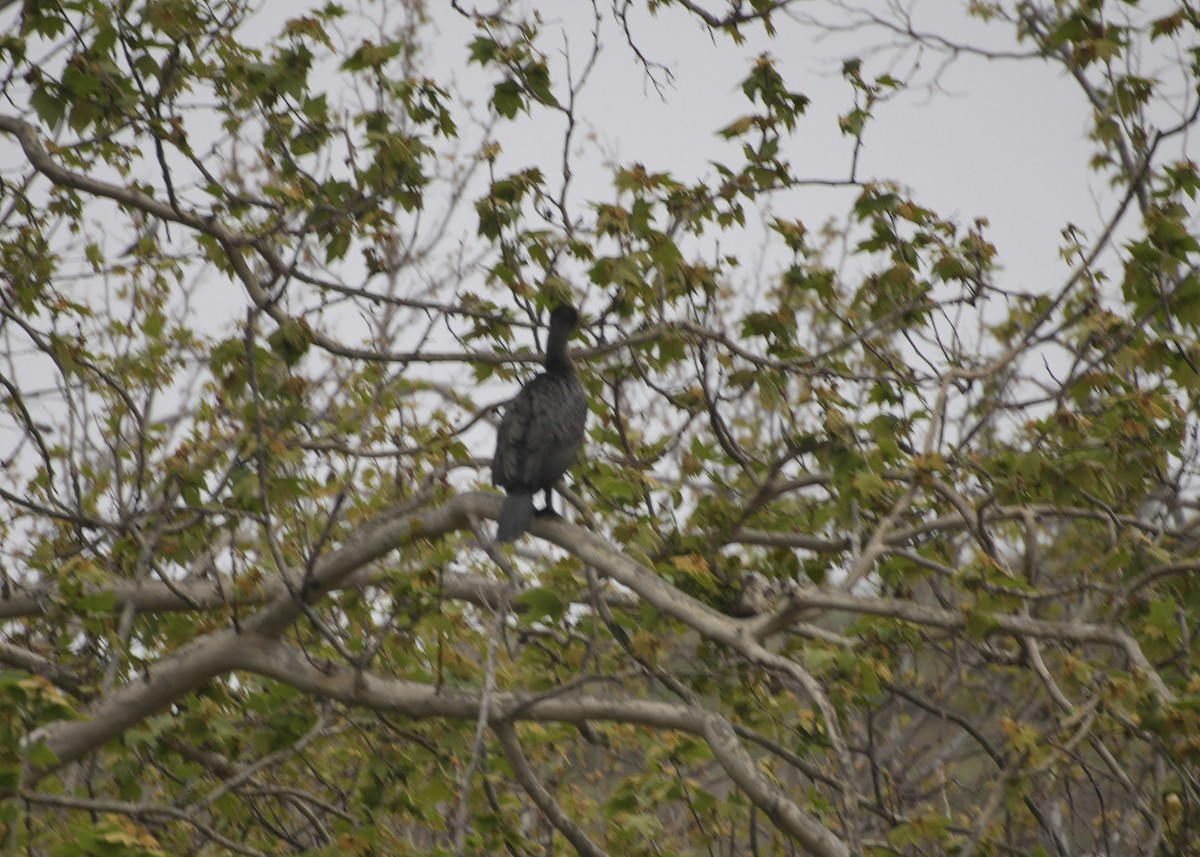 Double-crested Cormorant - ML616381662