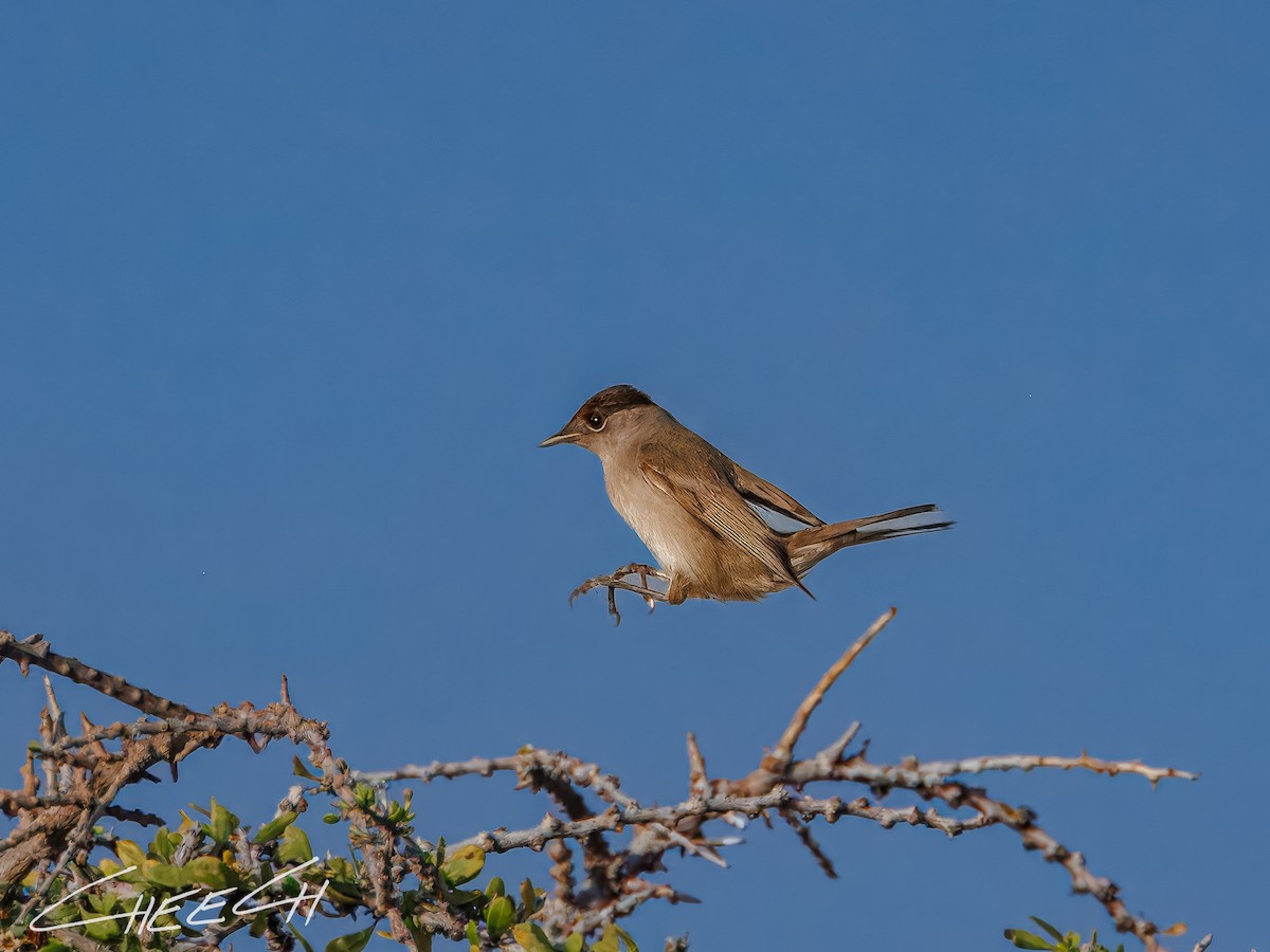 Eurasian Blackcap - ML616381664