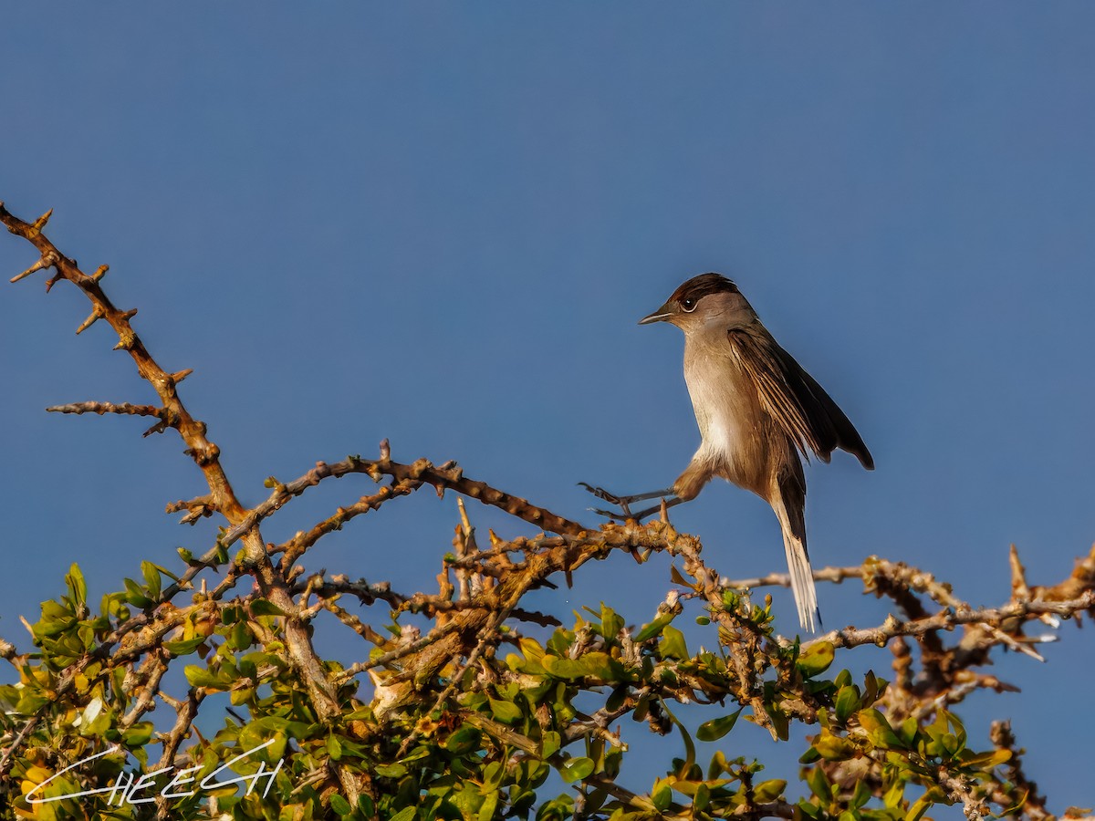 Eurasian Blackcap - ML616381665