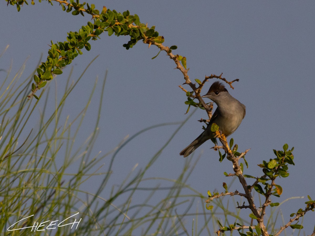 Eurasian Blackcap - ML616381668