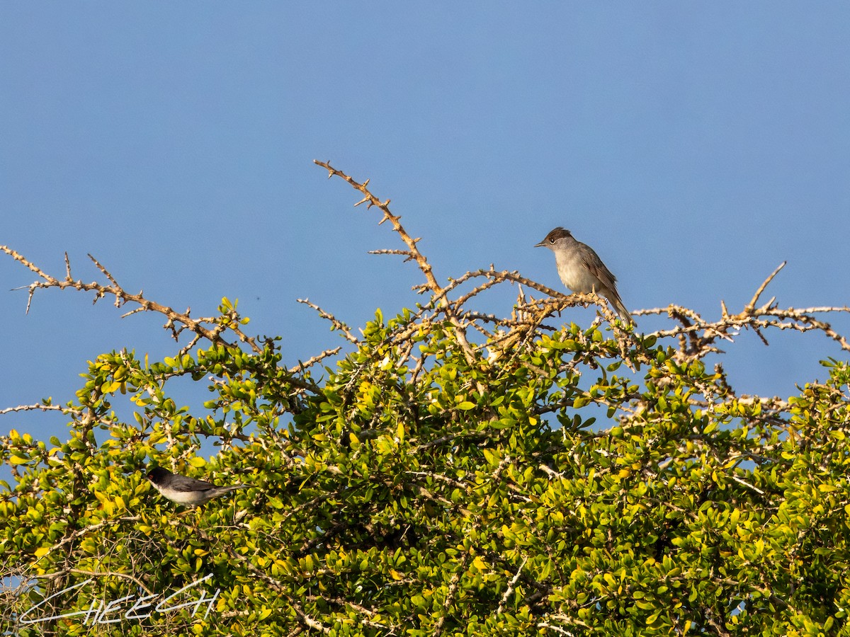 Eurasian Blackcap - ML616381669