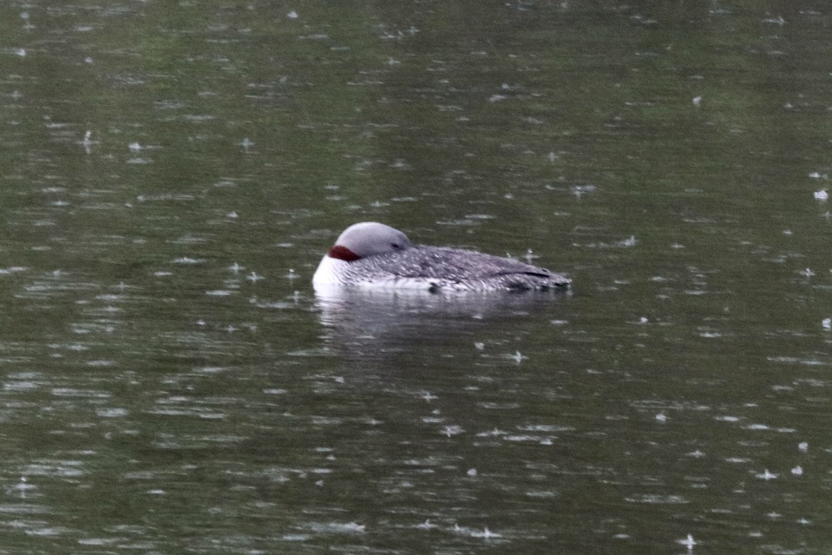 Red-throated Loon - ML616381676