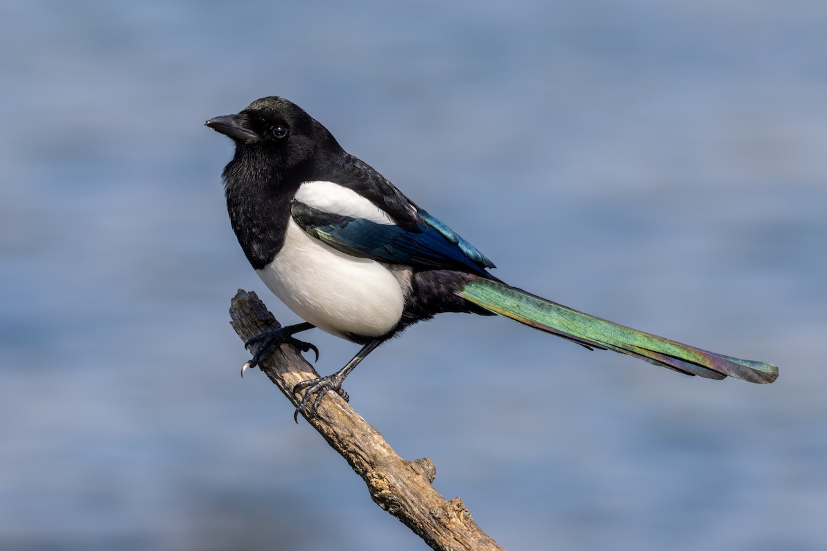 Eurasian Magpie (Eurasian) - ML616381694