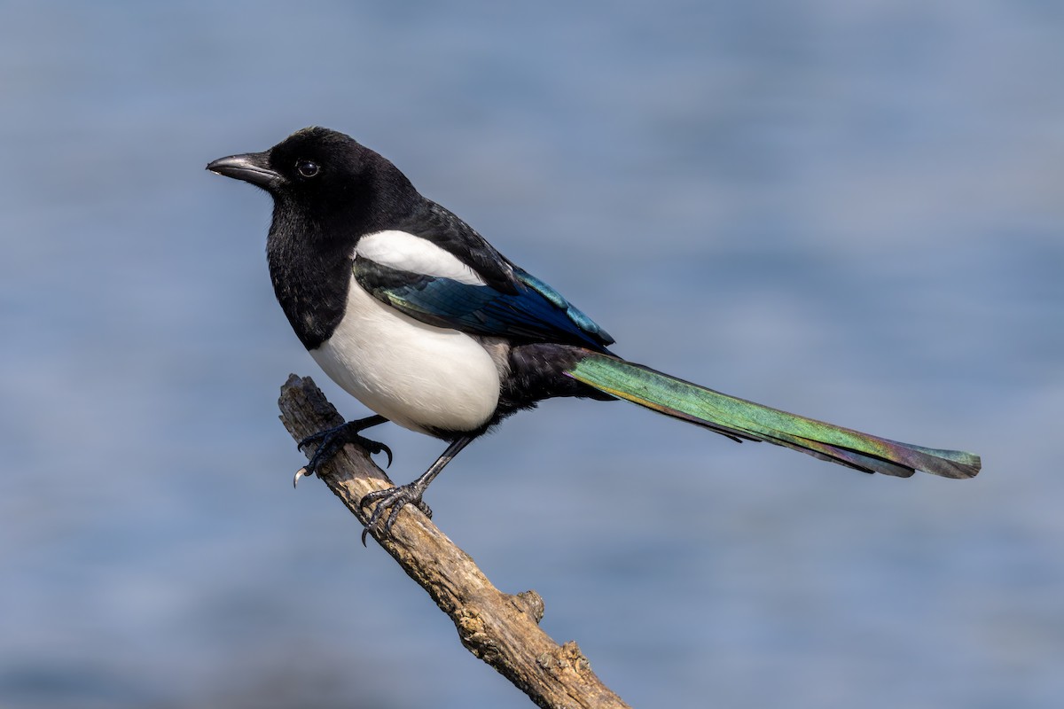 Eurasian Magpie (Eurasian) - ML616381696