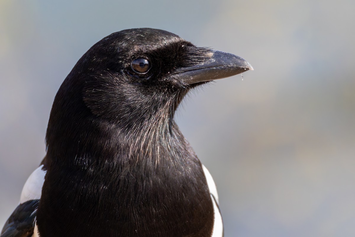 Eurasian Magpie (Eurasian) - ML616381697