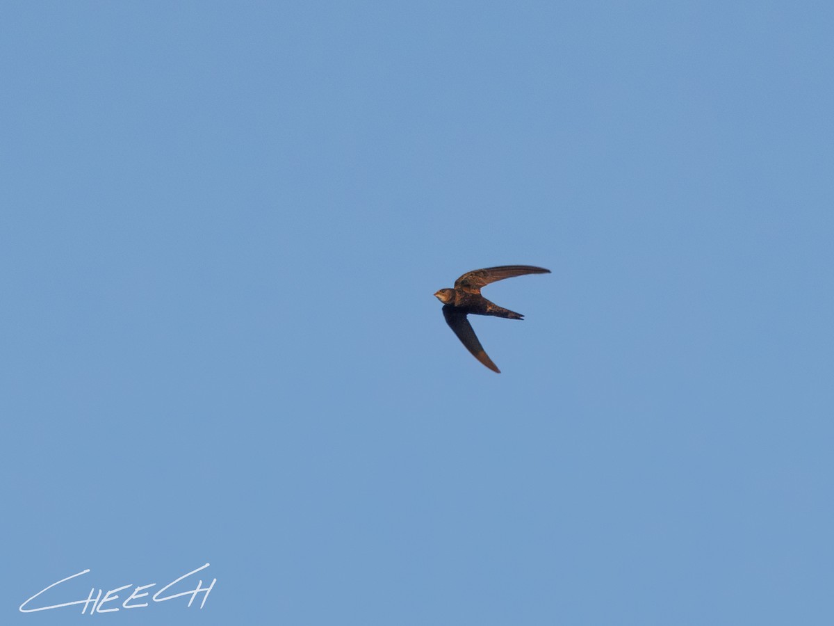 Common Swift - ML616381705