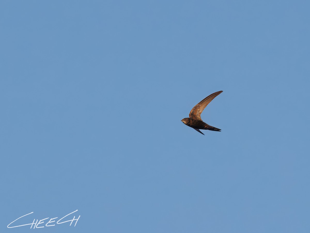 Common Swift - ML616381706